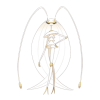 #795 Pheromosa